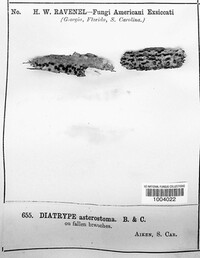 Diatrype asterostoma image